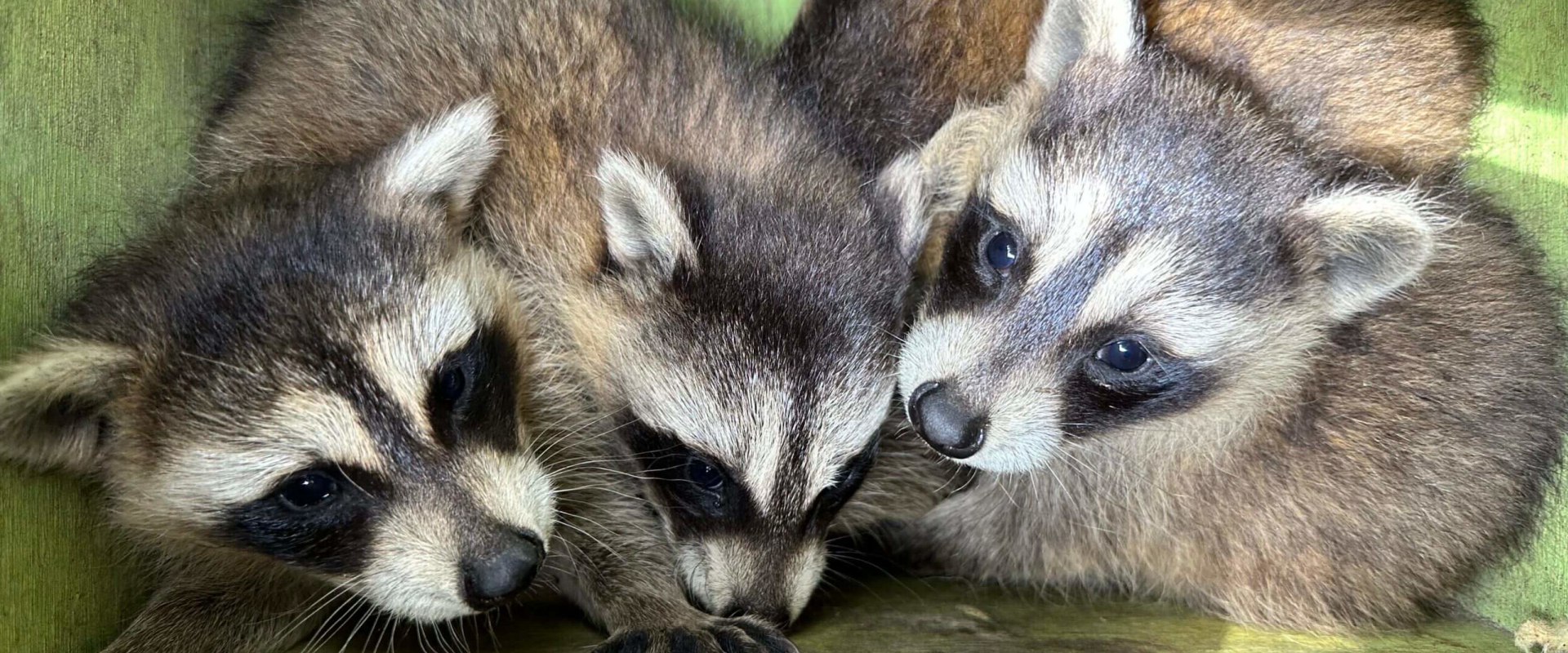 What Pest Removal Technicians Notice First About Montgomery County Properties