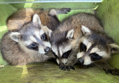 What Pest Removal Technicians Notice First About Montgomery County Properties